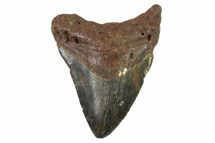 Bargain, Fossil Megalodon Tooth - North Carolina #91647